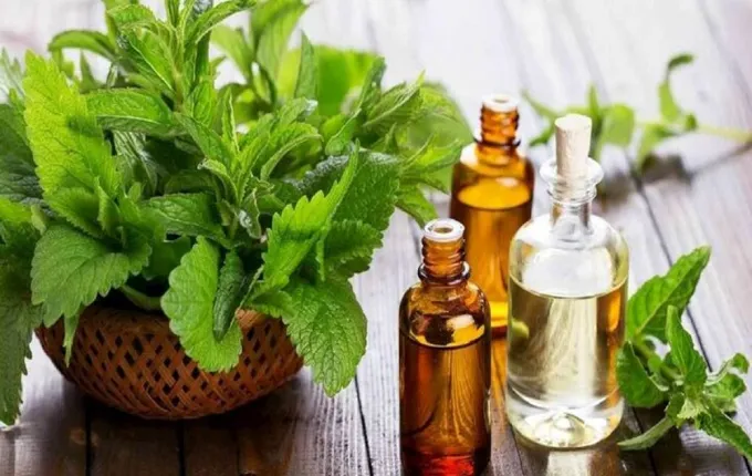 درمان خانگی بوی بد دهان و درمان گیاهی برای رفع بوی بد دهان